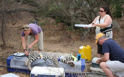 Cheetah Release
