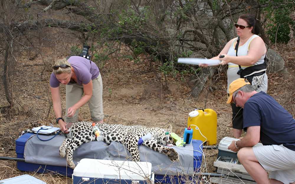 Cheetah Release