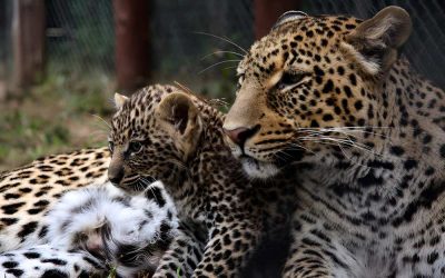 The Future of African Wildlife