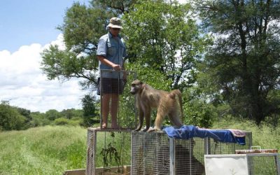 Baboon Release
