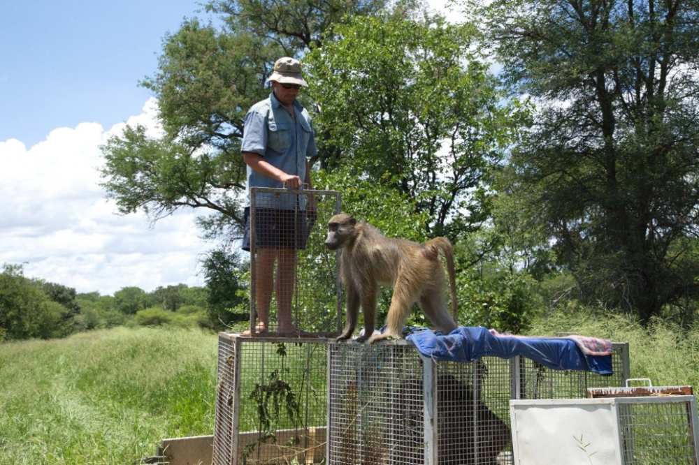 Baboon Release