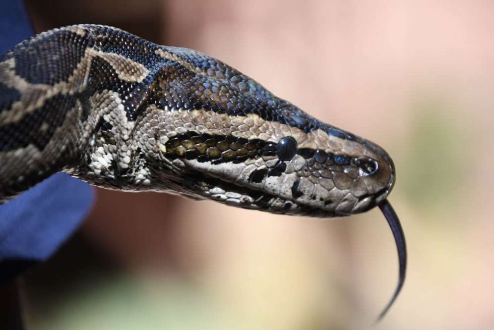 Image showcasing African Rock Python - Chipangali Wildlife Orphanage