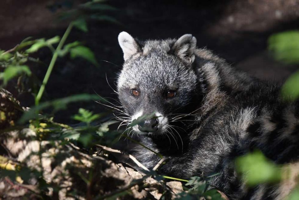 Civets Chipangali Wildlife Orphanage civets-chipangali-wildlife-orphanage