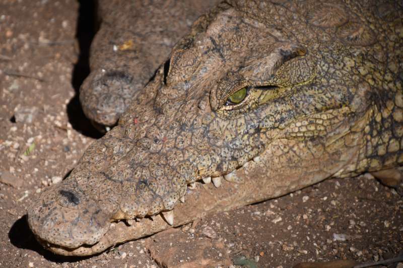 Dusty, Cinnamon and Shimmer