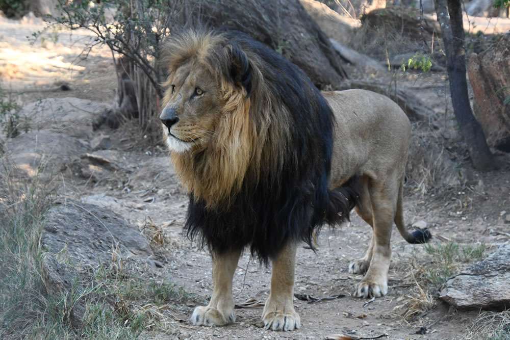 Makhala, Rambo, & Umkute