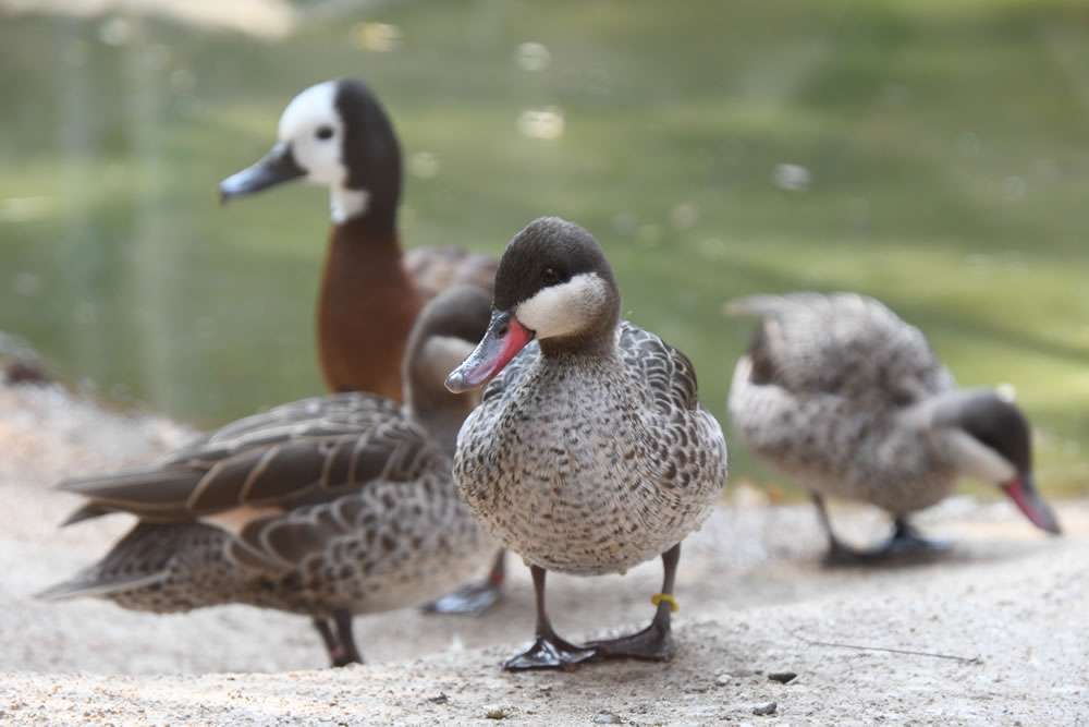 Red-Billed Teals