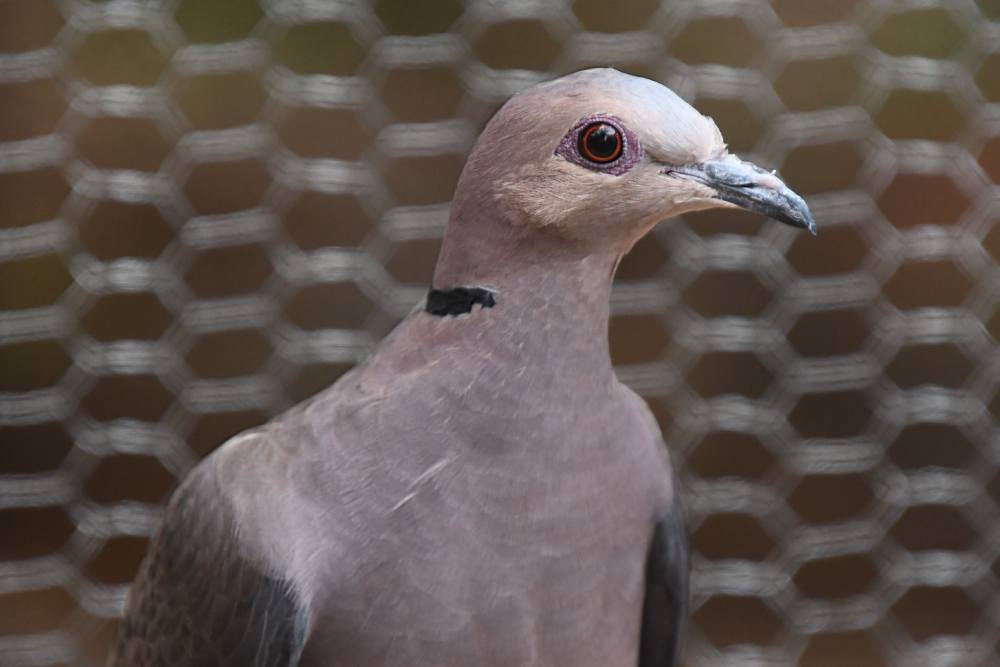 Ring-necked Doves (no-names)